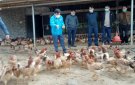 Mô hình chăm nuôi gà tại thị trấn Sơn Lư